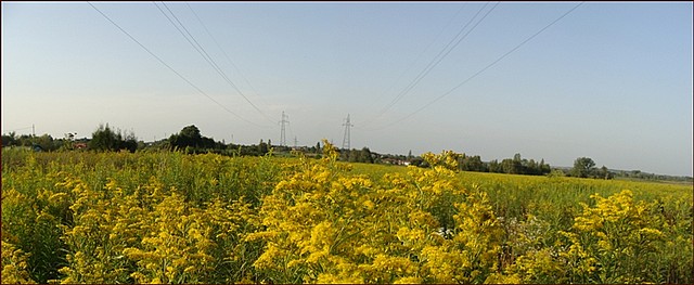 Sokołów Małopolski - teren inwestycyjny o pow. 6 ha