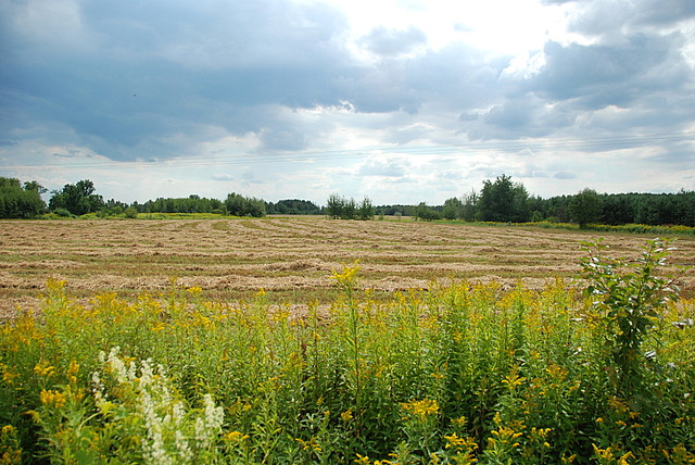 Baranów Sandomierski 2023/1