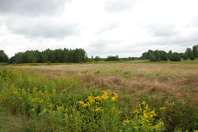 Kolbuszowa, nr działki 73/17