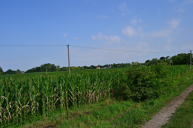 Skołoszów - 3,95 ha